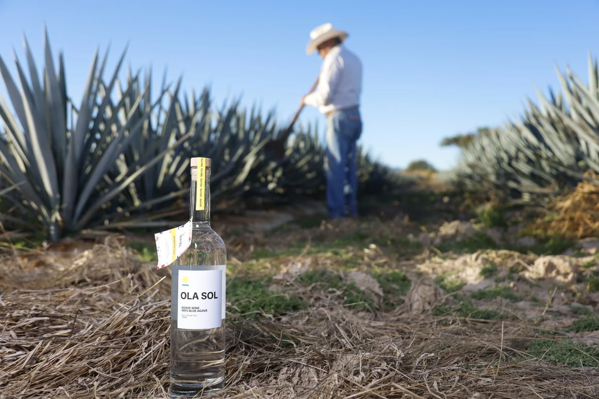 Ola Sol - Agave Wine - Jalisco, MX – Satellite SB