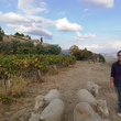 Load image into Gallery viewer, Clos de Cimes - 'Les Petits Sylphes' - Field Blend - Southern Rhône, FR - 2022
