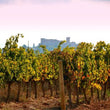 Load image into Gallery viewer, Finca Can Vallès - Xarel-lo - Penedès, ES - 2022
