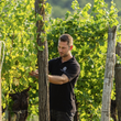 Load image into Gallery viewer, Specogna - 'Pro Fondo' - Glera - Friuli, IT - NV
