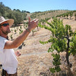 Load image into Gallery viewer, Ambyth - Rosé of Mourvèdre, Grenache - Paso Robles, CA - 2023
