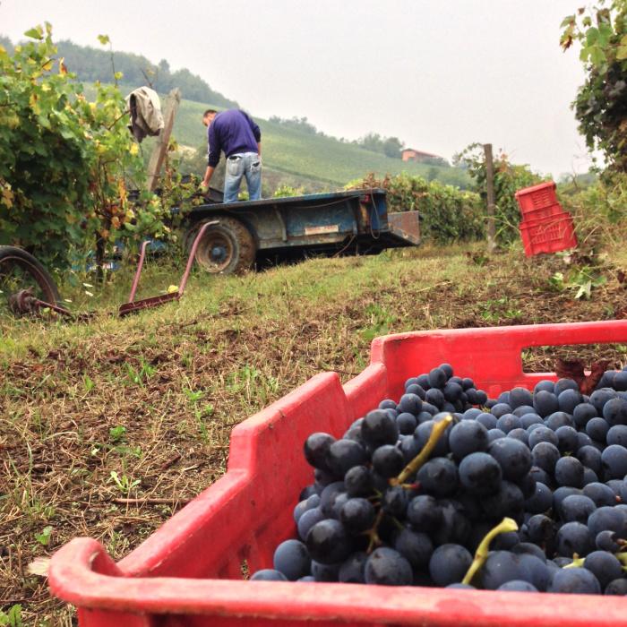 Cascina San Michele - 'Primevi' - Barbera - Asti, Piemonte, IT - 2021