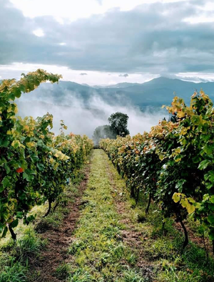 Hasi Berriak 'Nekazari' Hondarribi Zuri Bizkaiko Txakolina