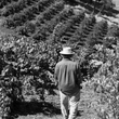 Load image into Gallery viewer, Lone Madrone - 'Adams Ranch Vineyard' - Cinsault - "Willow Creek District, Paso Robles", CA - 2024 producer
