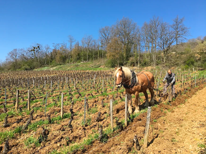 Domaine Dandelion - 'Sur la Plage' - Pinot Noir - Hautes Côtes de Beaune, Burgundy, FR - 2023