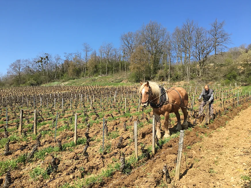 Domaine Dandelion - 'Sur la Plage' - Pinot Noir - Hautes Côtes de Beaune, Burgundy, FR - 2023