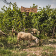 Load image into Gallery viewer, Valentina Passalacqua - 'Sovracchiaro' - White Blend - Puglia, IT - 2019

