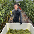 Load image into Gallery viewer, Fates' Lieutenant - 'Ampelos Vineyard' - Pinot Noir - Sta Rita Hills AVA, CA - 2021 producer
