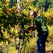 Load image into Gallery viewer, Enoz - 'L’Attimo' - Falanghina - IGT Roccamonfina, Campania, IT - 2025
