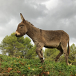Load image into Gallery viewer, Limited Presale - Dupuy De Lôme - Rosé of Mourvèdre - Bandol, Provence, FR - 2025
