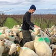 Load image into Gallery viewer, Domaine Jeandaugé - 'Franche Lippée' - Syrah - Southwest, FR - 2022
