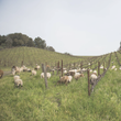 Load image into Gallery viewer, Tablas Creek Vineyard - 'Dianthus' - Rosé of Grenache - Adelaida District, Paso Robles, CA - 2025
