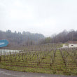 Load image into Gallery viewer, Bodegas Zudugarai - 'Antxiola' - Hondarribi Zuri - Geteriako Txakolina DOP, ES - 2024
