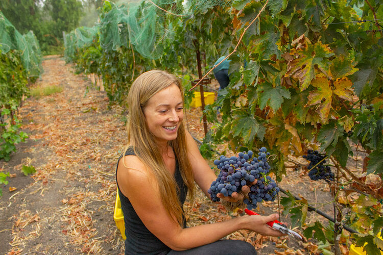 Luna Hart - 'Ballard Adobes' - Sauvignon Blanc - Ballard Canyon, Santa Barbara County, CA - 2024
