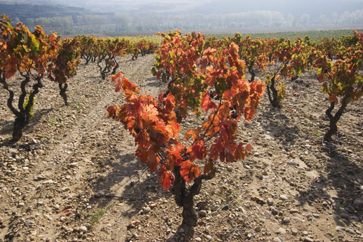 Lopez de Heredia - 'Viña Cubillo' - Tempranillo, Garnacha, Mazuelo, Graciano - Rioja Alta, ES - 2017