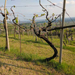 Load image into Gallery viewer, Davide Spillare - 'Crestan' - Garganega - Veneto, IT - 2020
