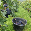 Load image into Gallery viewer, Limited Presale - Julien Prelat - Extra Brut - Blanc de Noirs - Chantemerle - NV
