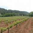 Load image into Gallery viewer, Mont de Marie - 'Anathème Rouge' - Aramon, Grenache - Gard, FR - 2023
