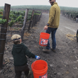 Load image into Gallery viewer, Tyler Winery - 'Mae Estate Vineyard' - Pinot Noir - Sta. Rita Hills, Santa Barbara, CA - 2023
