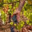 Load image into Gallery viewer, Ruth Lewandowski - 'Chilion' - Riesling - Fox Hill Vineyard, Mendocino, CA - 2022
