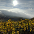 Load image into Gallery viewer, Weingut Mann - Müller Thurgau - Rheinhessen, DE - 2021 - 1000ml

