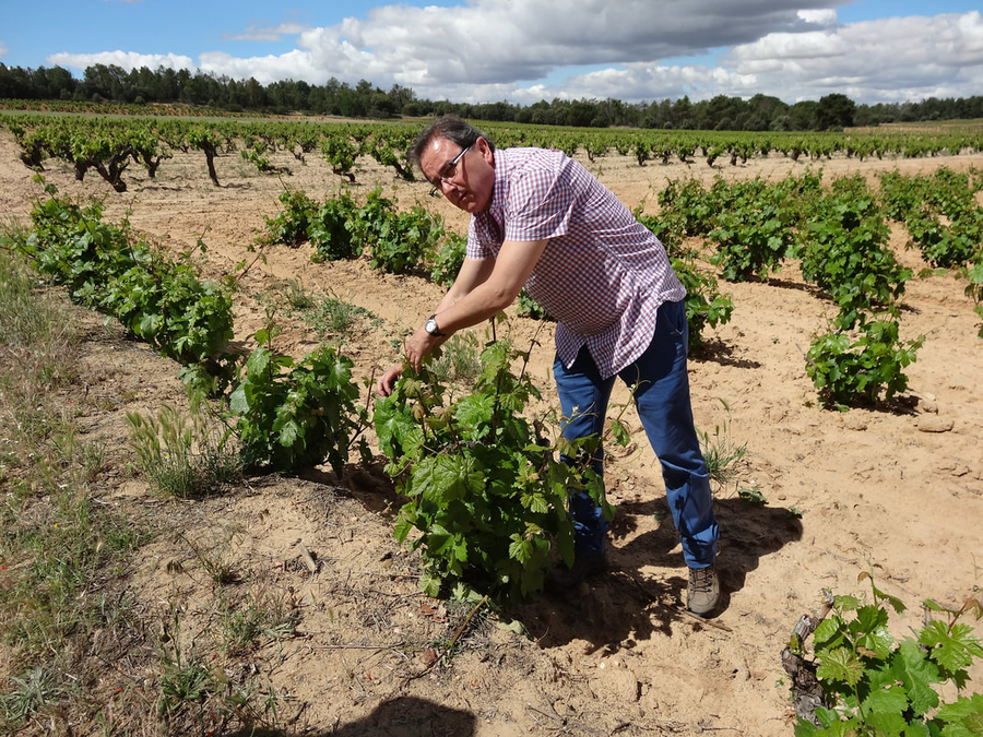 Goyo Garcia Viadero  - 'Joven de Viñas Viejas' - Tempranillo - Ribera del Duero, ES - 2021