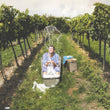 Load image into Gallery viewer, Eschenhof Holzer - Zweigelt - Wagram, AT - 2019
