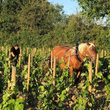 Load image into Gallery viewer, Famille Vaillant - 'Le P'tit Vaillant' - Cabernet Franc, Grolleau - Loire Valley, FR - 2022
