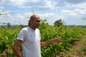 Zélige-Caravent - 'Zazou' - Mourvèdre, Carignan - Languedoc, FR - 2019