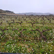Load image into Gallery viewer, Bodegas Moraza - Tempranillo - Rioja Alta, ES - 2023

