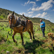 Load image into Gallery viewer, Clot de l'Origine - 'Le Trouble Fait' - Muscat of Alexandria, Syrah - Roussillon, FR - 2022
