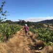 Load image into Gallery viewer, Everything is Okay ;) - 'Lite Red' - Sangiovese Blend - Mendocino County, CA - 2023
