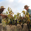 Load image into Gallery viewer, Azimut - Cava - Brut Nature - Penedès, ES - NV producer
