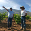 Load image into Gallery viewer, Bichi - 'Flama Roja' - Tempranillo Blend - MX - 2020
