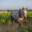 Load image into Gallery viewer, Julien Braud - 'la Bulle de l'Ouest' - Melon de Bourgogne - Loire Valley, FR - NV
