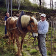 Load image into Gallery viewer, Tissot - 'Patchwork' - Chardonnay - Arbois, Jura, FR - 2021
