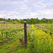 Load image into Gallery viewer, Podere Casaccia - 'Priscus' - Sangiovese - Tuscany, IT - 2019
