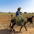 Load image into Gallery viewer, Domaine Val d'Argan - 'la Perle Noire de Mogador' - Grenache, Syrah, Mourvedre - Essaouira, MO - 2018
