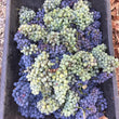 Load image into Gallery viewer, Orlaigh - 'Rua Nua - Batch 1' - Souzão, Mencia, Charbono - California, USA - 2020 - 1000ml
