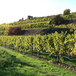 Load image into Gallery viewer, Sepp Moser - 'Von Den Terrassen' - Riesling - Kremstal, AT - 2019
