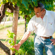 Load image into Gallery viewer, Claudio Morelli - 'la Vigne della terrazze' - Bianchello del Metauro - Marche, IT - 2019
