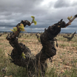 Load image into Gallery viewer, Finca Torremilanos - 'Ojo Gallo' - Rosé of Field Blend - Ribera del Duero, ES - 2020
