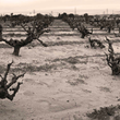 Load image into Gallery viewer, Sandlands - Zinfandel - Lodi, CA - 2021
