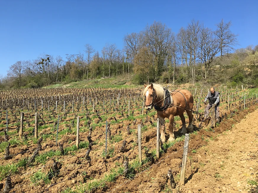 Domaine Dandelion - 'Hautes-Côtes Nature' - Pinot Noir - Burgundy, FR - 2022