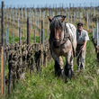 Load image into Gallery viewer, Brand &amp; Co. - 'Happy Hours' - Alsatian Field Blend - Alsace, FR - 2021
