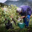 Load image into Gallery viewer, Renardat-Fâche - 'Initiale - Off-Dry Sparking Rosé' - Gamay - Bugey Cerdon, FR - NV
