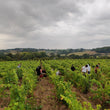 Load image into Gallery viewer, Mosse - 'Bisou' - Loire Red Blend - Loire Valley, FR - 2021
