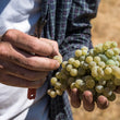 Load image into Gallery viewer, Chef's Kiss - 'Wilson Vineyard' - Chenin Blanc - Clarksburg, CA - 2020
