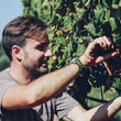 Load image into Gallery viewer, Sauro Maule - 'Ca' Lombarda' - Tai Rosso, Merlot - Veneto, IT - 2018
