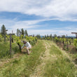 Load image into Gallery viewer, Onda Brava - Moscatel - Itata Valley, CL - 2022
